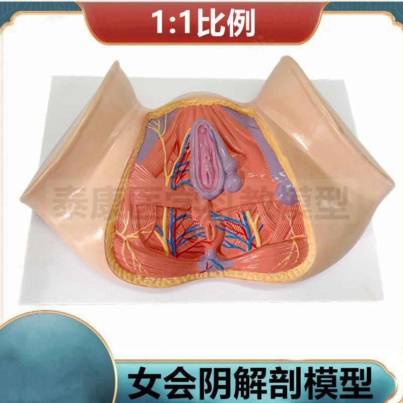 1比1女会阴模型产后月子家政培训技校月嫂练手女骨盆.可活动旋转