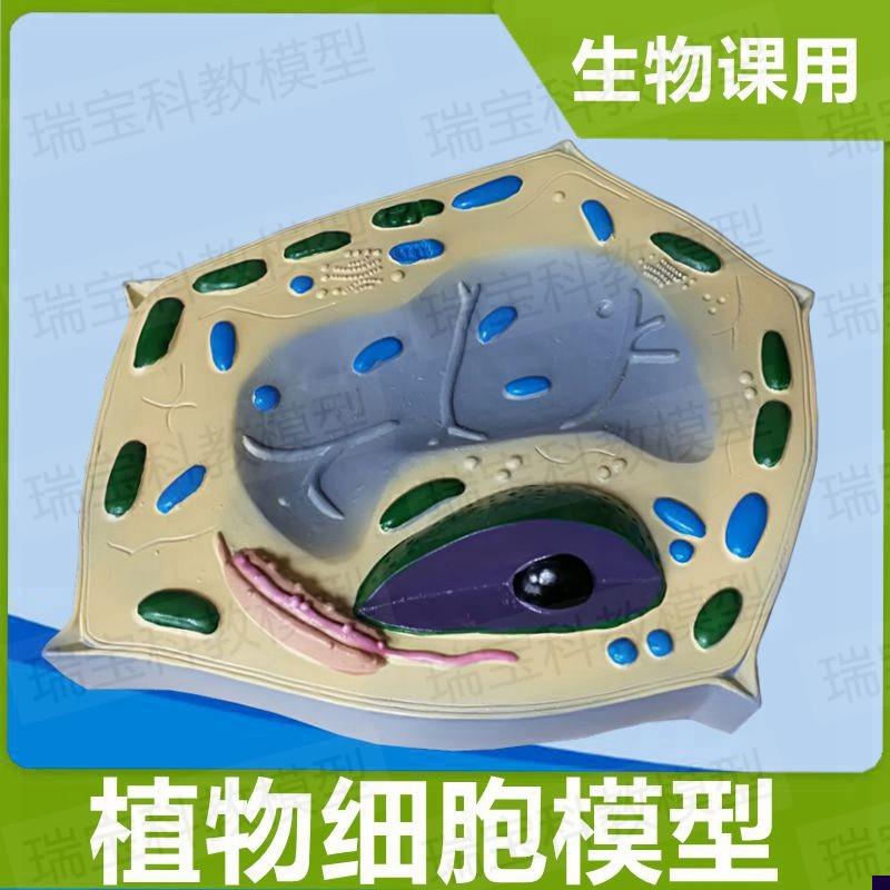 植物细胞模型微细结构叶绿体w细胞核初中高中实验生物课教具器材