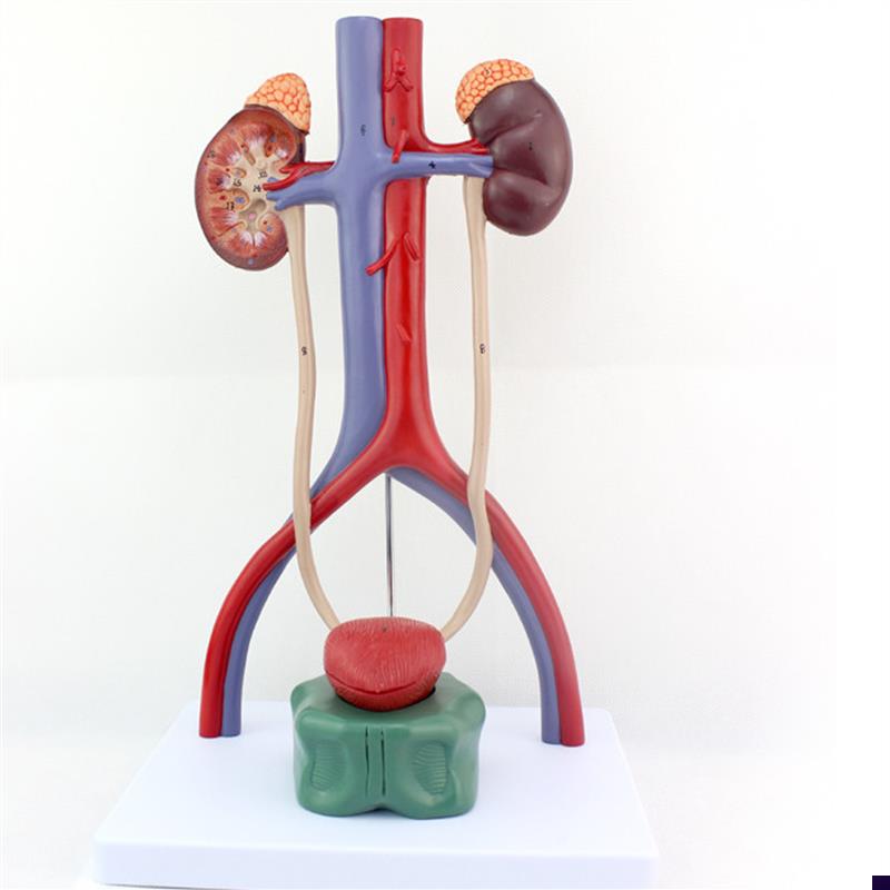 ENOVO颐诺人体泌尿系统模型肾输尿管膀胱尿道解剖模X型医学泌尿科