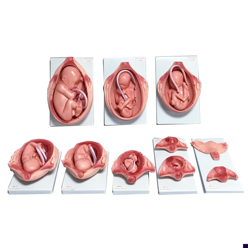 胎儿妊娠发育过程l模型胎儿生长发育整套模型妊娠怀孕十月分娩教