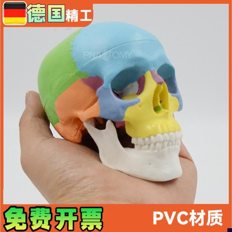 彩色头骨模型可拆3部件口腔美术参K考骷髅头解剖教具颅骨