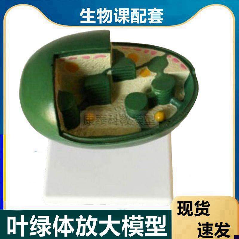 叶绿体放大模型植k物细胞器中生物课教学用光合作用叶绿素教学仪