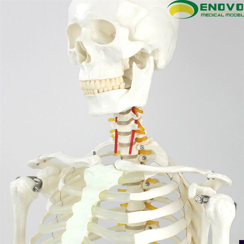 ENOVO颐诺170CM人体u骨骼模型美术医学用脊柱弯曲瑜伽健身骨架模