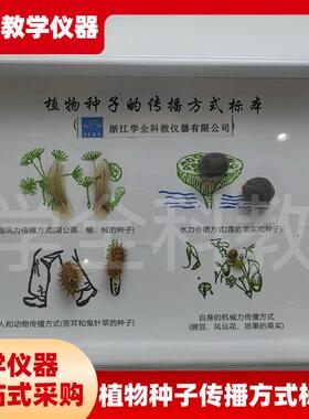 植物种子传c播标本高档新款摆件幼儿园小学教学科学科普自然教材