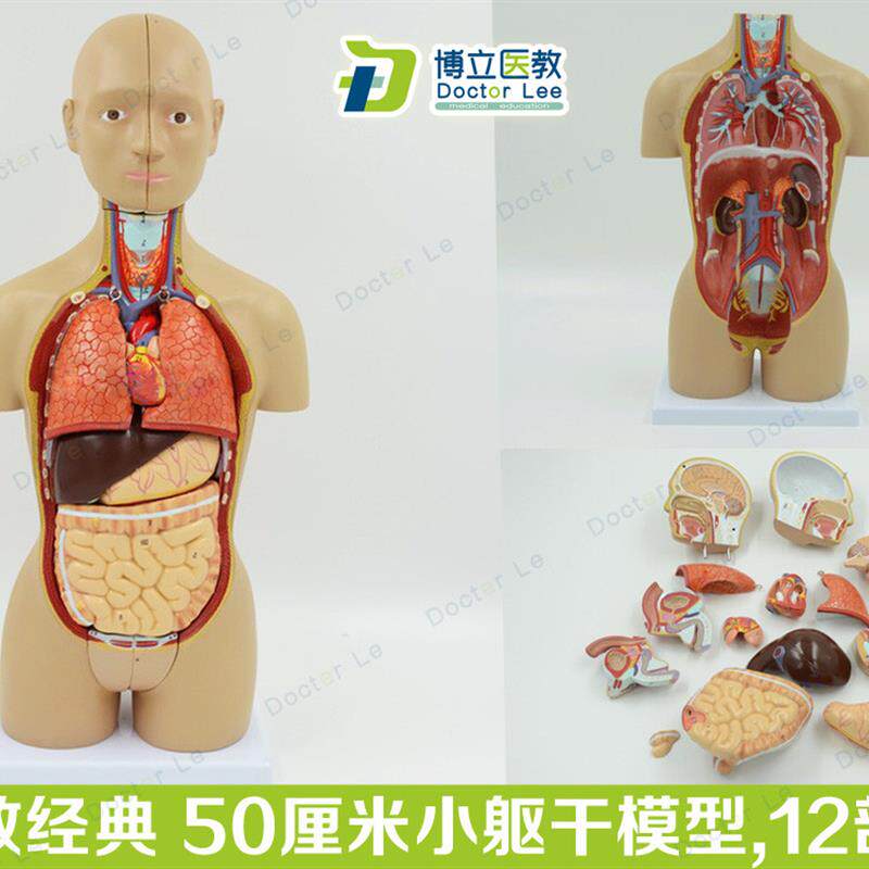 教学仿真小躯干模型50cm人体解剖医学12部件内脏器官心脏医患标本