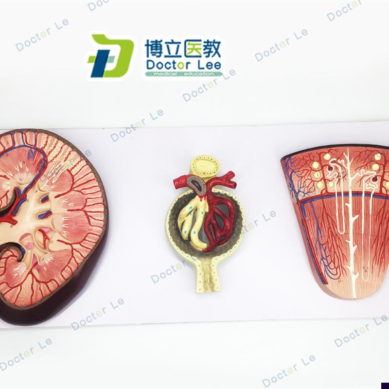 肾与肾单位模型肾小球模型泌尿系I统解剖结构模型医学肾脏