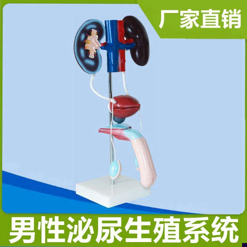 生殖系统模型男女生殖q器解剖肾脏泌尿前列腺子宫膀胱医患讲解妇