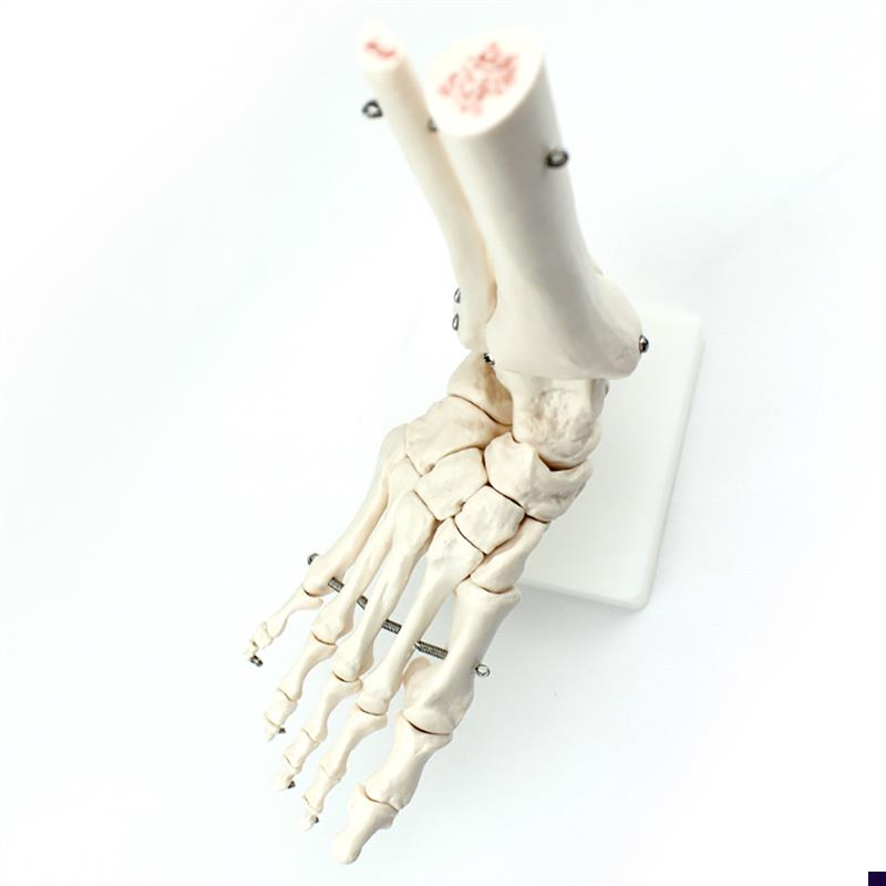 ENOVO颐诺人体医学人体足踝关节模型足关节脚关V节手足外科胫腓