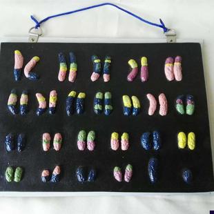 染色体解剖中学生物模型医学医用教具I教学仪器实验器材厂家直销