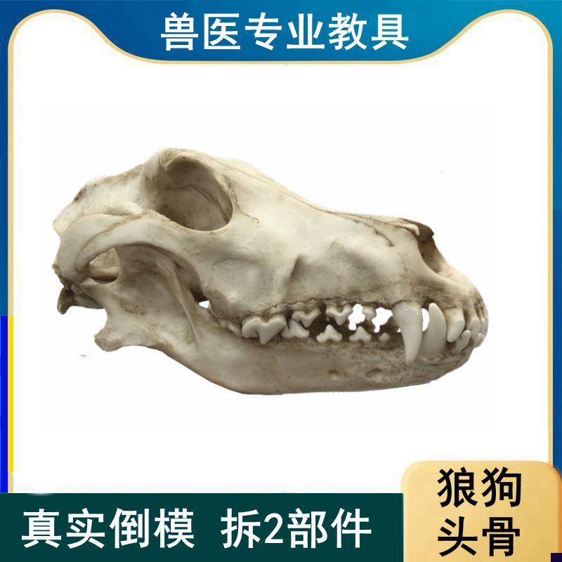 狼狗头骨模型真实倒模口腔牙齿下B颌骨活动仿真动物颅骨标本摆件