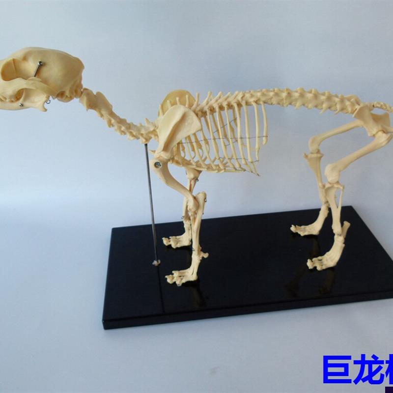 骨科器械狗骨骼标本模型宠物动物狗猫犬教P学骨架骨头骨骼模型