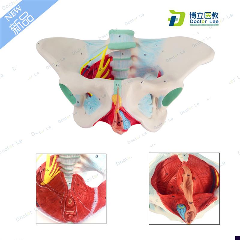 女性盆底肌模型子宫模型女性分娩E骨盆模型教学助产医用骨盆模型