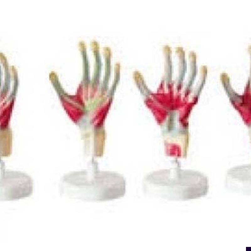 厂家正品包邮手掌解剖模型,手教学模型,示教学W型,解剖层次