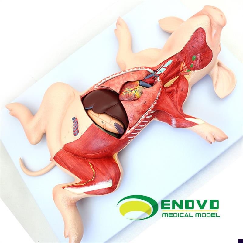 颐诺正品猪解剖模型猪胚t胎猪器官内脏肌肉神经兽医学习动物解剖