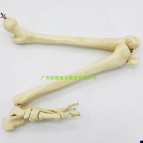 仿真人体下肢骨骨骼模型脚关节膝关节尺骨桡R骨大腿骨手臂骨头