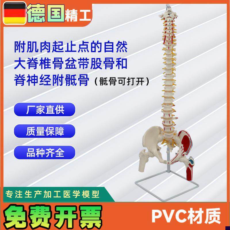 附肌肉起止点的自然大脊s椎骨盆带股骨和脊神经附骶骨可打开的模