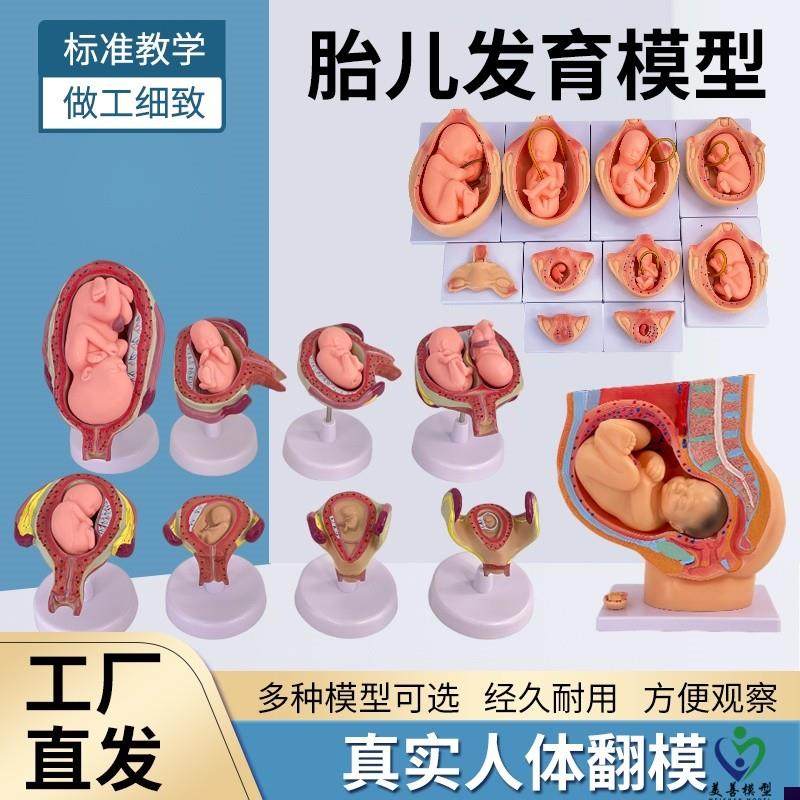妇产科女性盆腔i附足月胎儿模型妊娠发育九个月胎儿子宫生殖模型