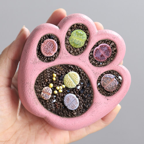 猫爪花盆创意个性生石花肉锥小盆