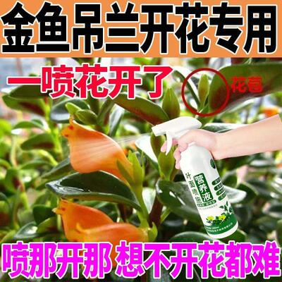 【一喷爆盆】金鱼吊兰营养液防枯萎烂根金鱼花促开花延花期专用肥