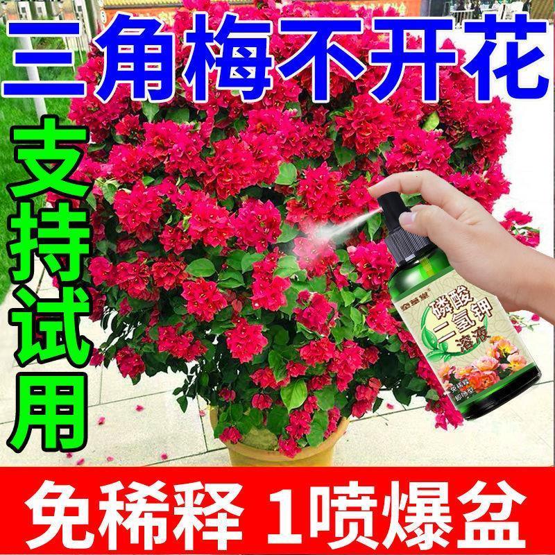 三角梅专用营养液【花爆