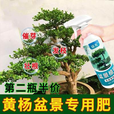 生根药水营养液黄杨盆景专用肥植物营养液老桩瓜酸性植物叶面喷施