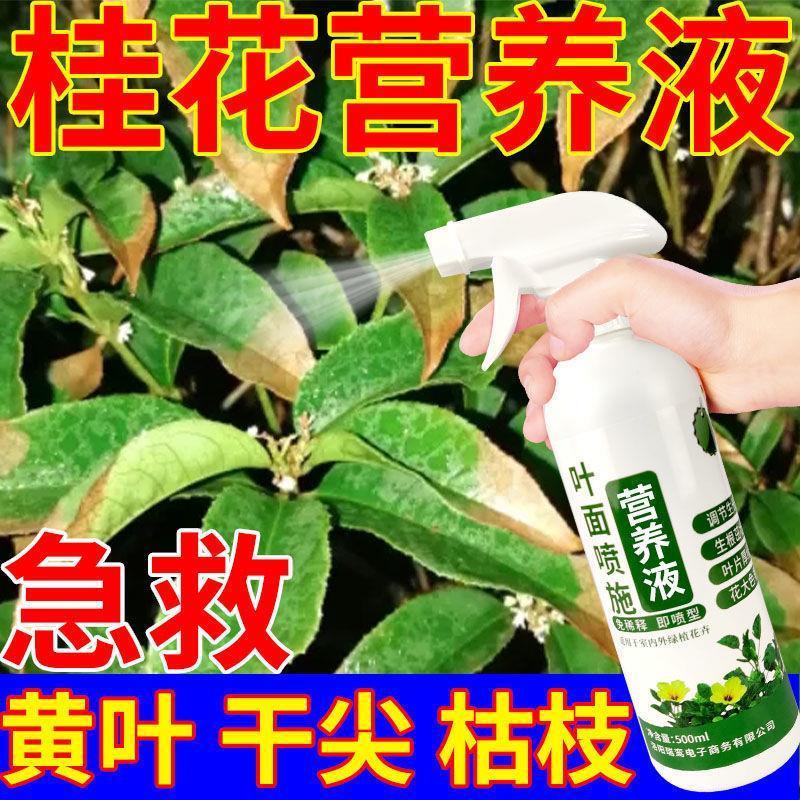 【桂花急救】桂花树叶干