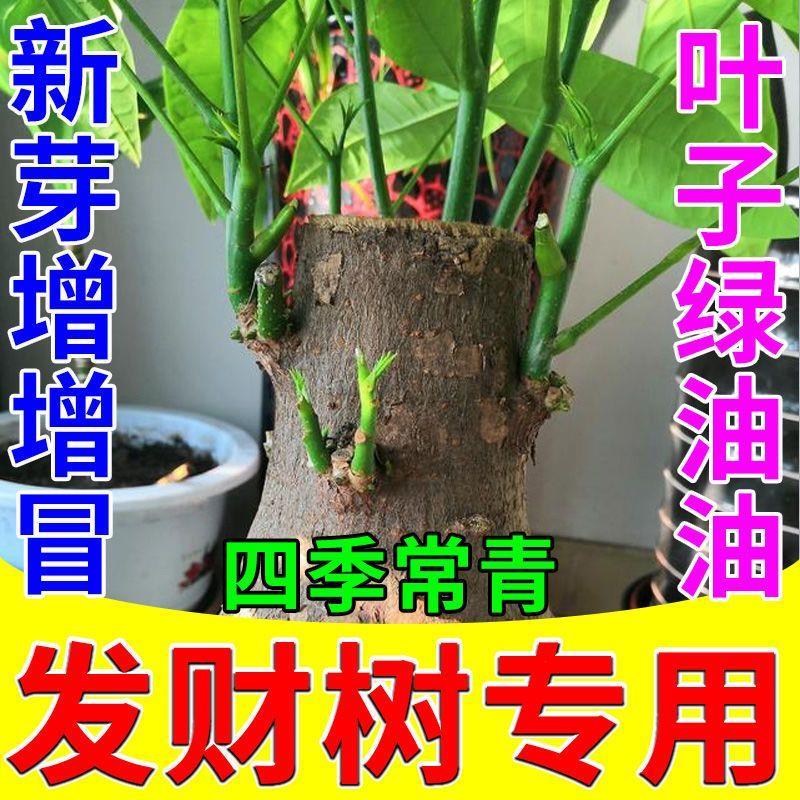 发财树营养液【爆新芽】黄叶枯叶一喷绿壮苗生根促芽免稀释叶面肥