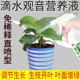 植物氨基酸营养液滴水观音专用营养液治枯叶黄叶腐叶增色增肥快速