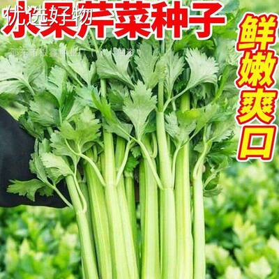 Fruit celery seeds, small fragrant celery seeds, glass cris
