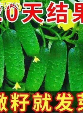 Crawling on the ground, cucumber seeds, fruits, white jade,