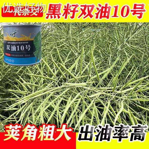 Early oil pure yellow 808 rapeseed seed oil pure butter rap