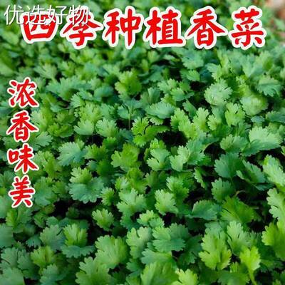 Complete List of Large Leaf Cilantro Seeds, Cilantro Stalks
