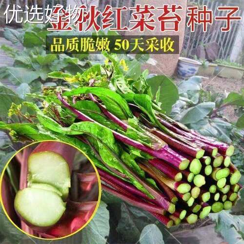 October Red Cabbage Moss Seed Early Maturity Winter Vegetab