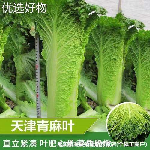 Green hemp leaf straight tube shaped cabbage seeds Green he