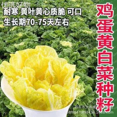 Egg yolk, cream, Chinese cabbage seeds are really delicious