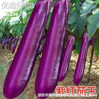 Complete List of Purple Long Eggplant Seeds, Purple Long Eg