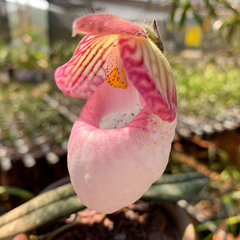 匠人花圃云南巨瓣玉女兜兰露天种植国兰花新奇植物盆栽室内硬叶