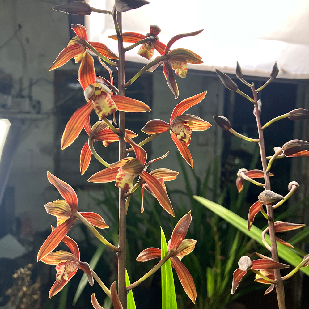 匠人花圃浓香国兰秋榜紫榜兰特别香幽香带甜味好养中秋国庆节开花