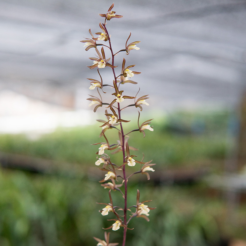 匠人花圃阔叶带唇兰花盆栽紫花杓唇香好养本土国兰一叶卡特石斛奇