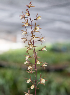 匠人花圃阔叶带唇兰花盆栽紫花杓唇香好养本土国兰一叶卡特石斛奇
