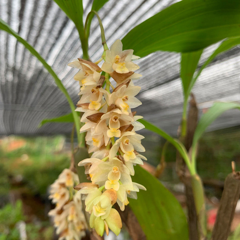 匠人花圃步步高升兰学名节茎石仙桃国兰开花漂亮