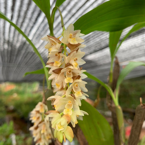 匠人花圃步步高升兰学名节茎石仙桃国兰开花漂亮