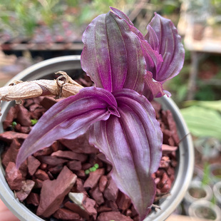 匠人花圃真紫叶沼兰小巧雨林缸水陆缸好养植物盆栽紫色室内喜阴湿