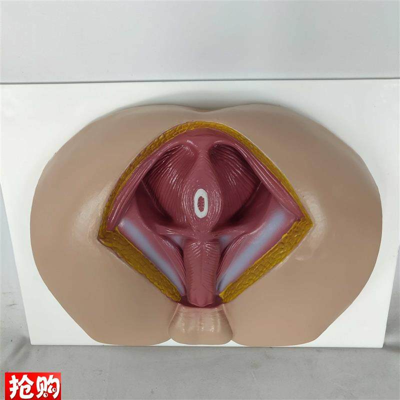 男性会阴模型会阴解剖p模型男科构造解剖模型男性生殖器官解剖模