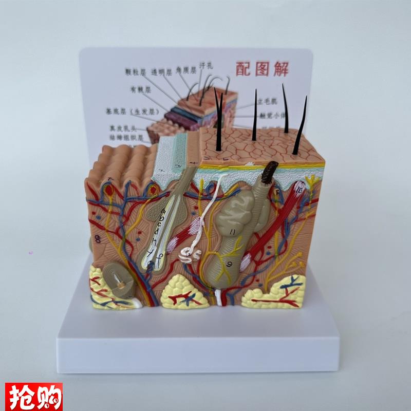 35倍人体皮肤组织结构放大解剖z模型医学美容整形立体皮肤放大模