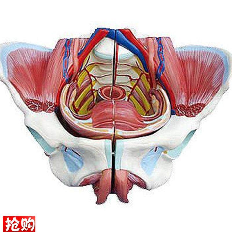 厂家直销医学教学使用高w级女性骨盆附生殖器与血管神经模型
