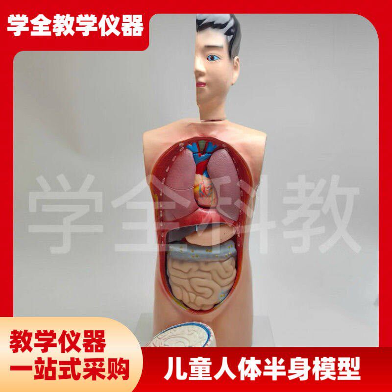 儿童人体半身模型42生物s科学探究人体内脏器官认识内部构造可拆