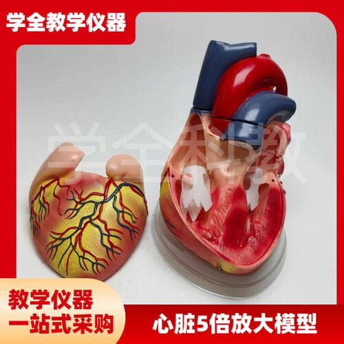 5倍大人体心脏模型解剖可拆卸教学模H型仿真自然大心脏模型医学