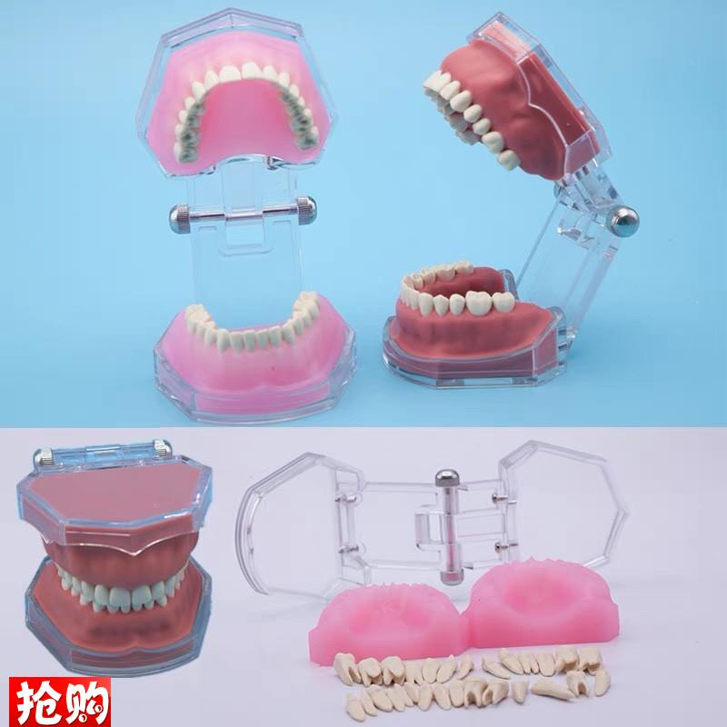练习全口可拔牙模型离体牙可拆卸软牙龈牙科M口腔教学演示工厂直