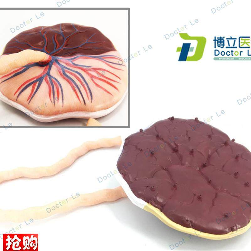 人体胎盘b脐带人体内脏医学解剖模型生殖系统模型解剖模型